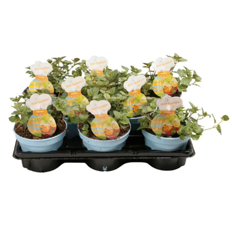 Мята мандариновая / Mint mandarin купить