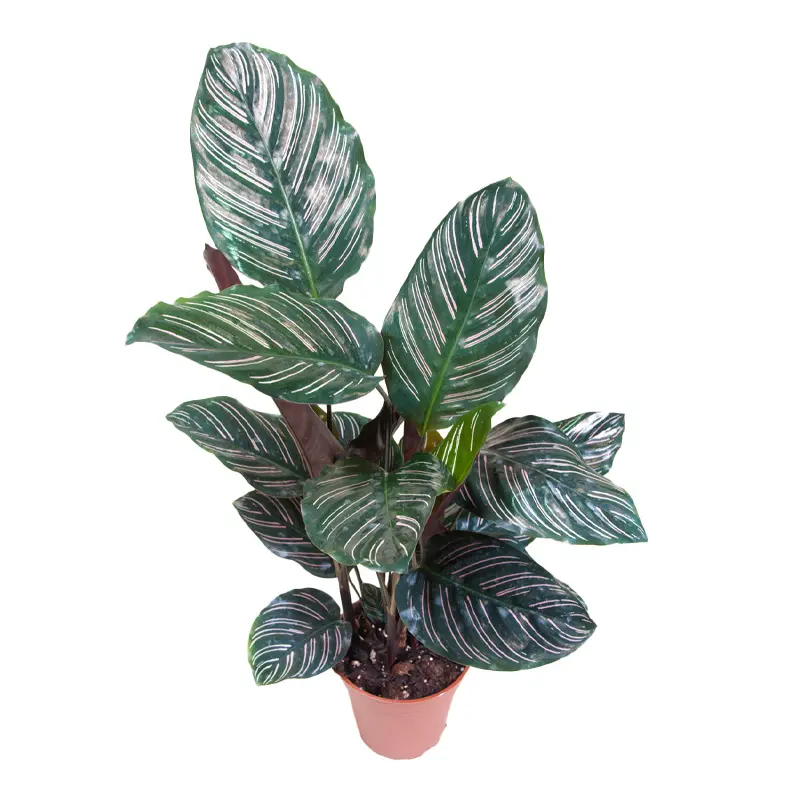 Калатея Сандериана Орната/ Calathea sanderiana, Ornata купить