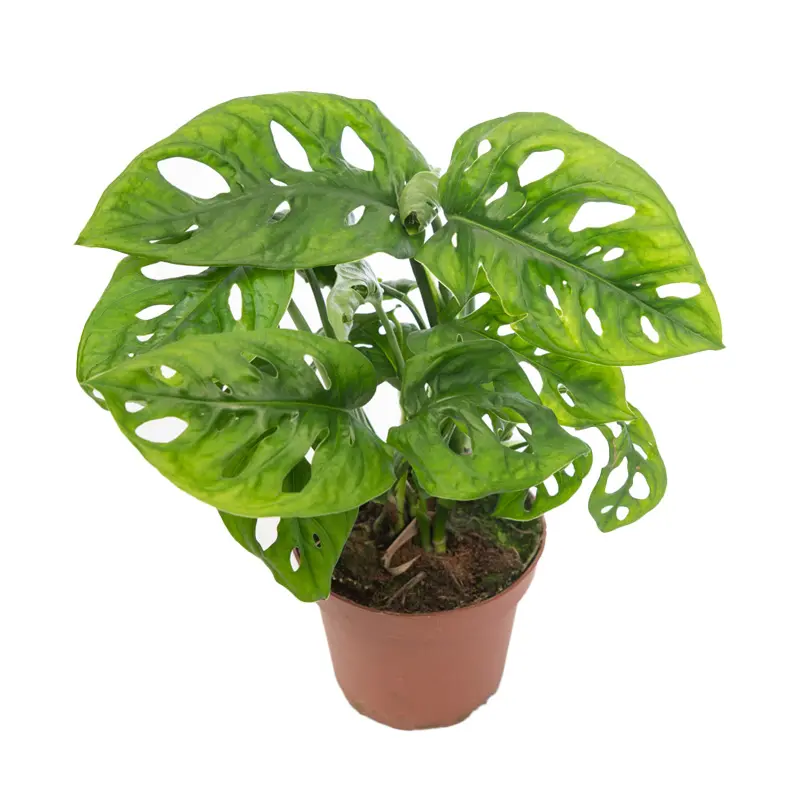 Монстера "Monkey Leaf" купить