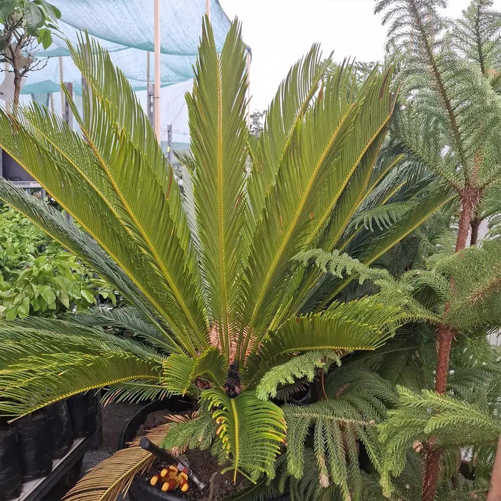 Цикас поникающий / Cycas Revoluta купить