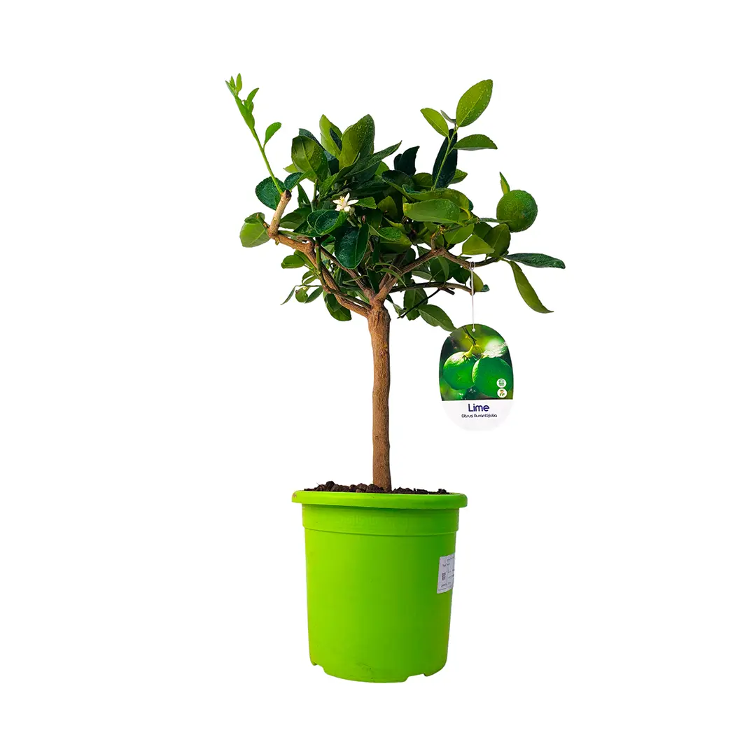 Лайм Таити / Lime Tahitian — цитрусовое растение, детальное фото
