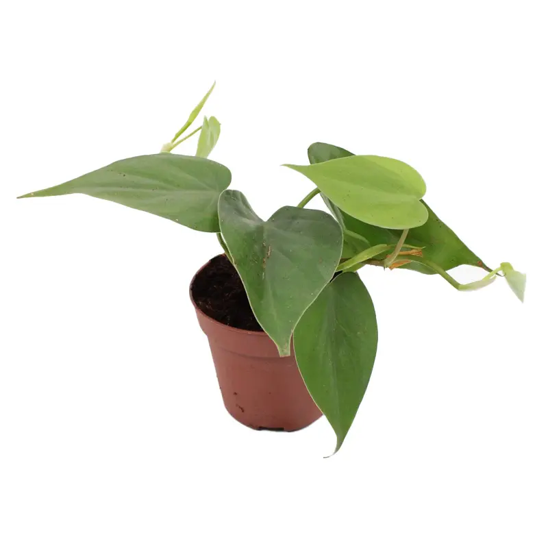 Филодендрон scandens купить