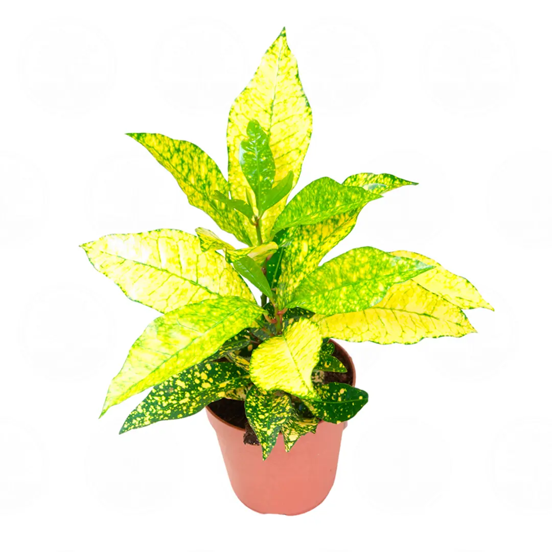 Кодиеум "Gold Sun" variegatum купить