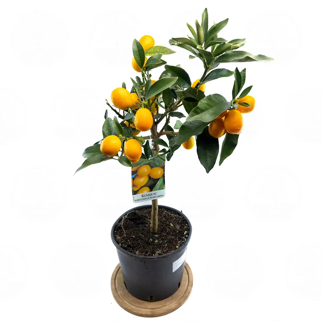Кумкват Маргарита Биг / Kumquat Margarita Big — цитрусовое растение, детальное фото
