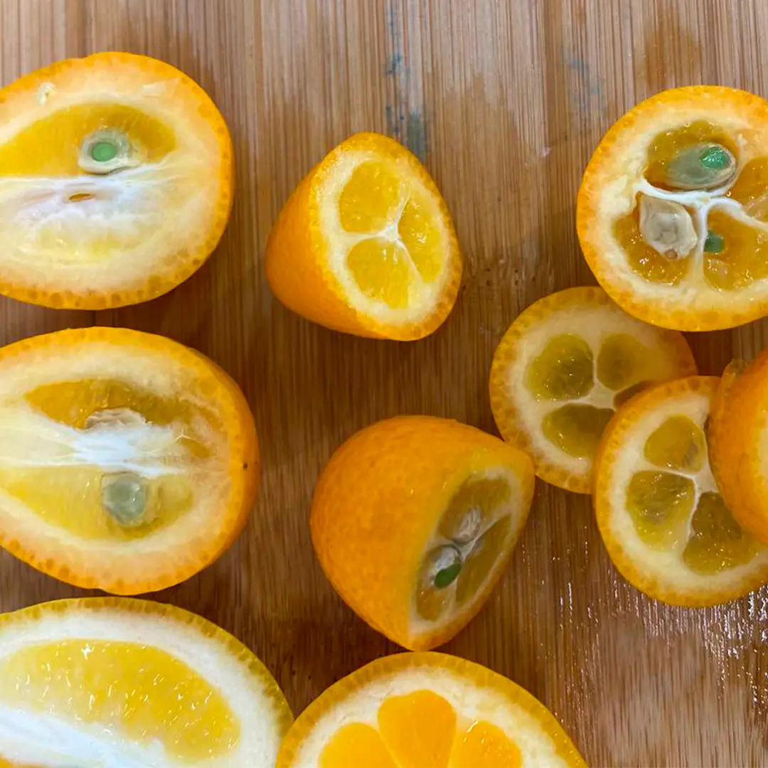 Кумкват Обовата / Kumquat Obovata — цитрусовое растение, детальное фото
