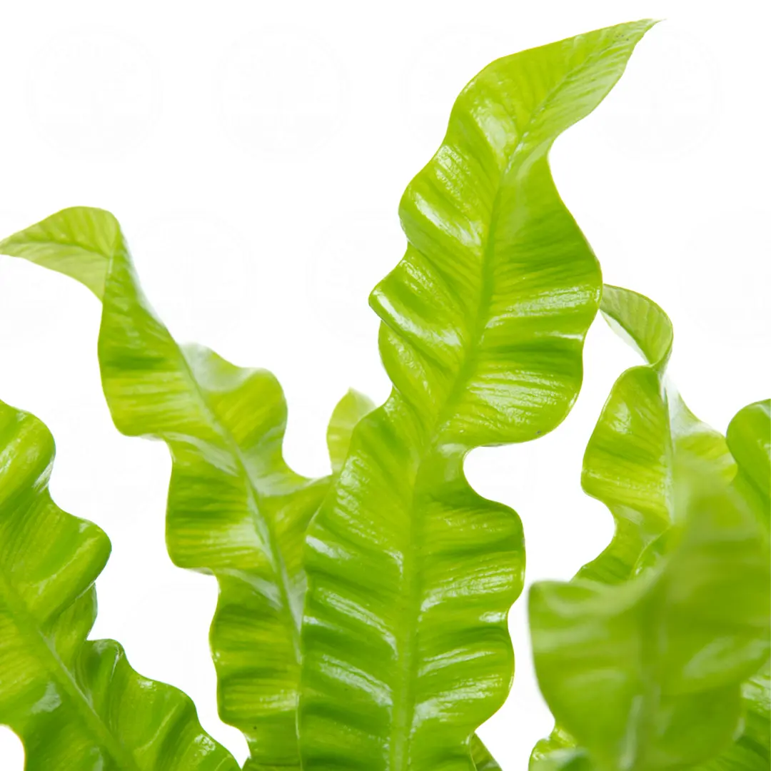 Асплениум Криспи Вейв / Asplenium Nidus Crispy Wave купить