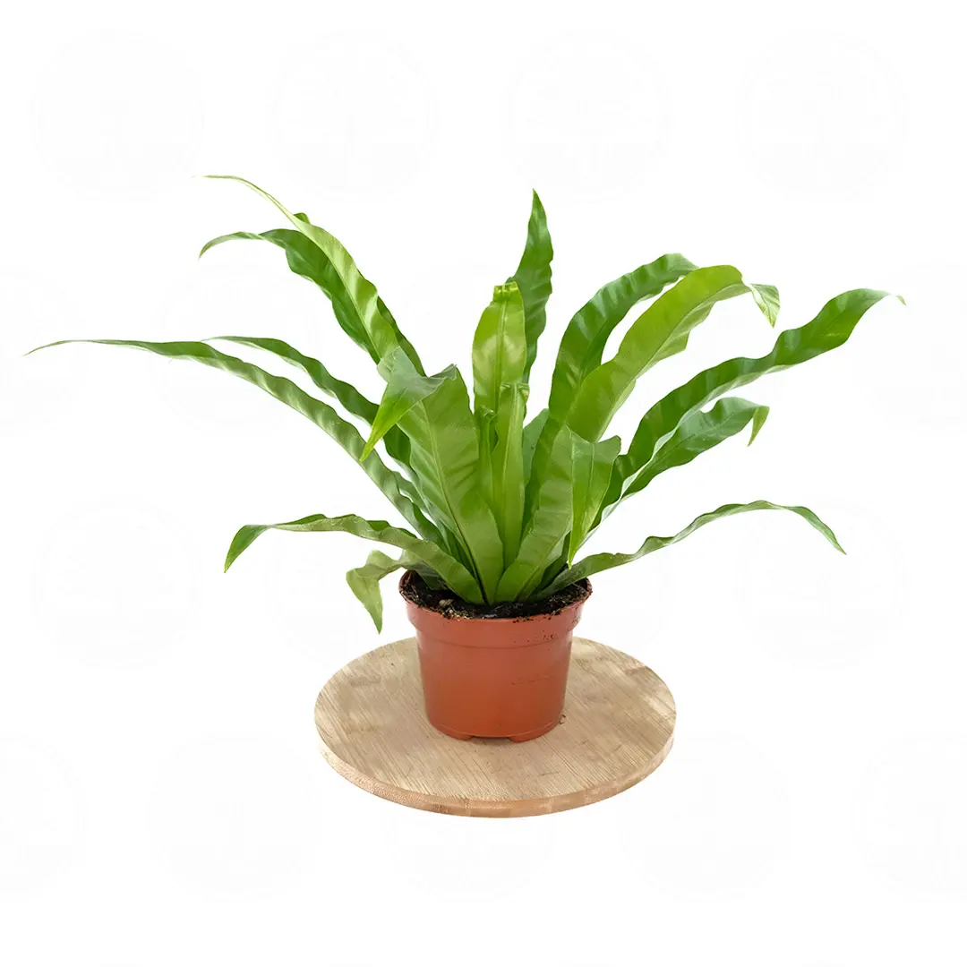 Асплениум антикум / Asplenium antiquum купить