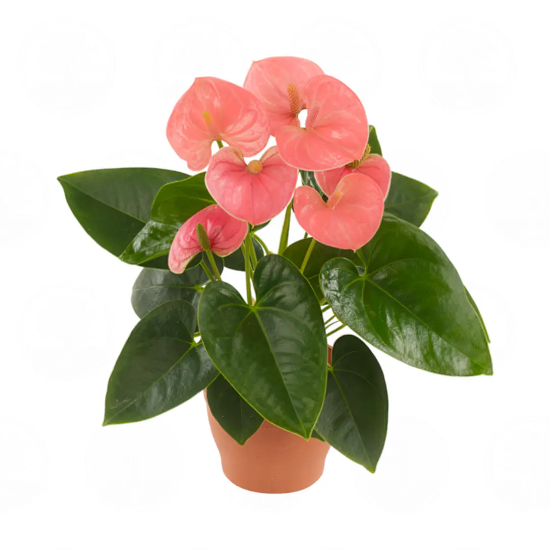 Антуриум Спирит / Anthurium SPIRIT купить