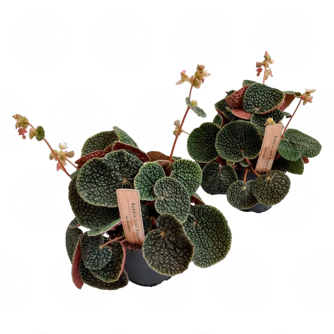 Бегония bullatifolia купить