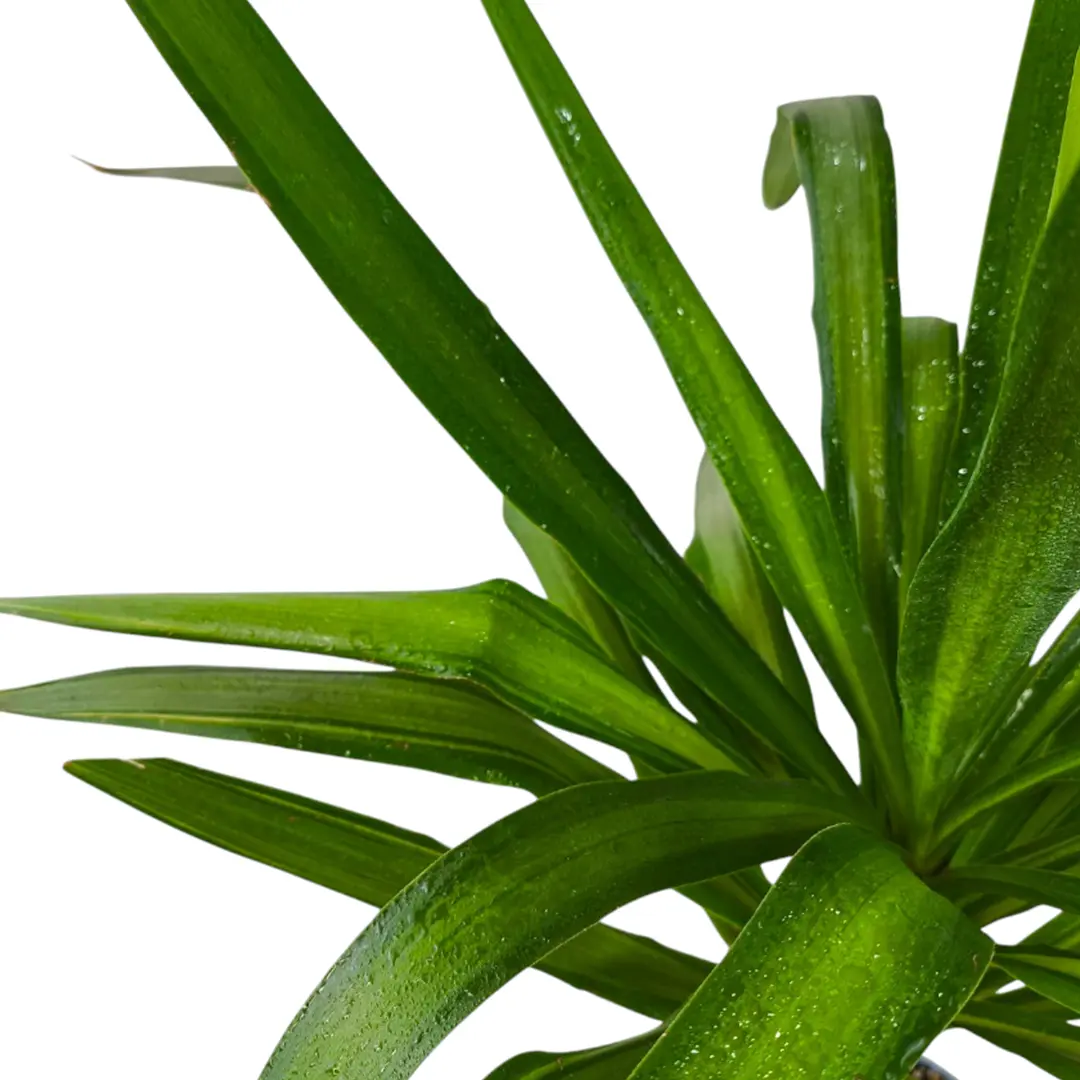 Юкка гигантская (без ствола) / Yucca gigantea купить