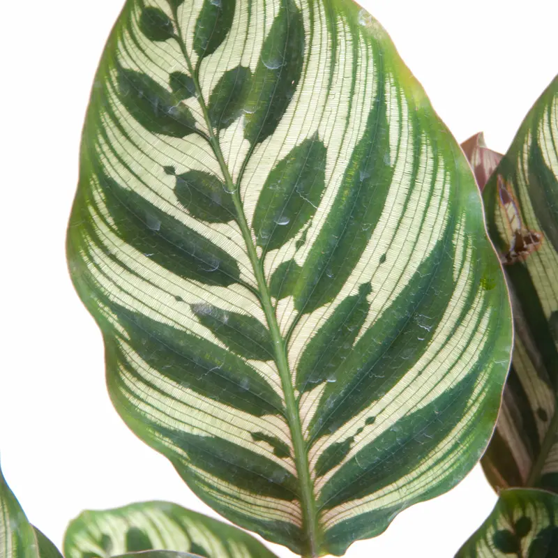 Калатея Макояна/ Calathea Makoyana купить
