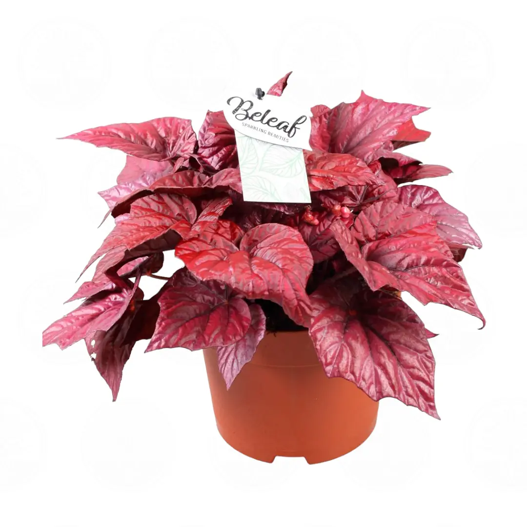 Бегония BELEAF INCA FLAME купить