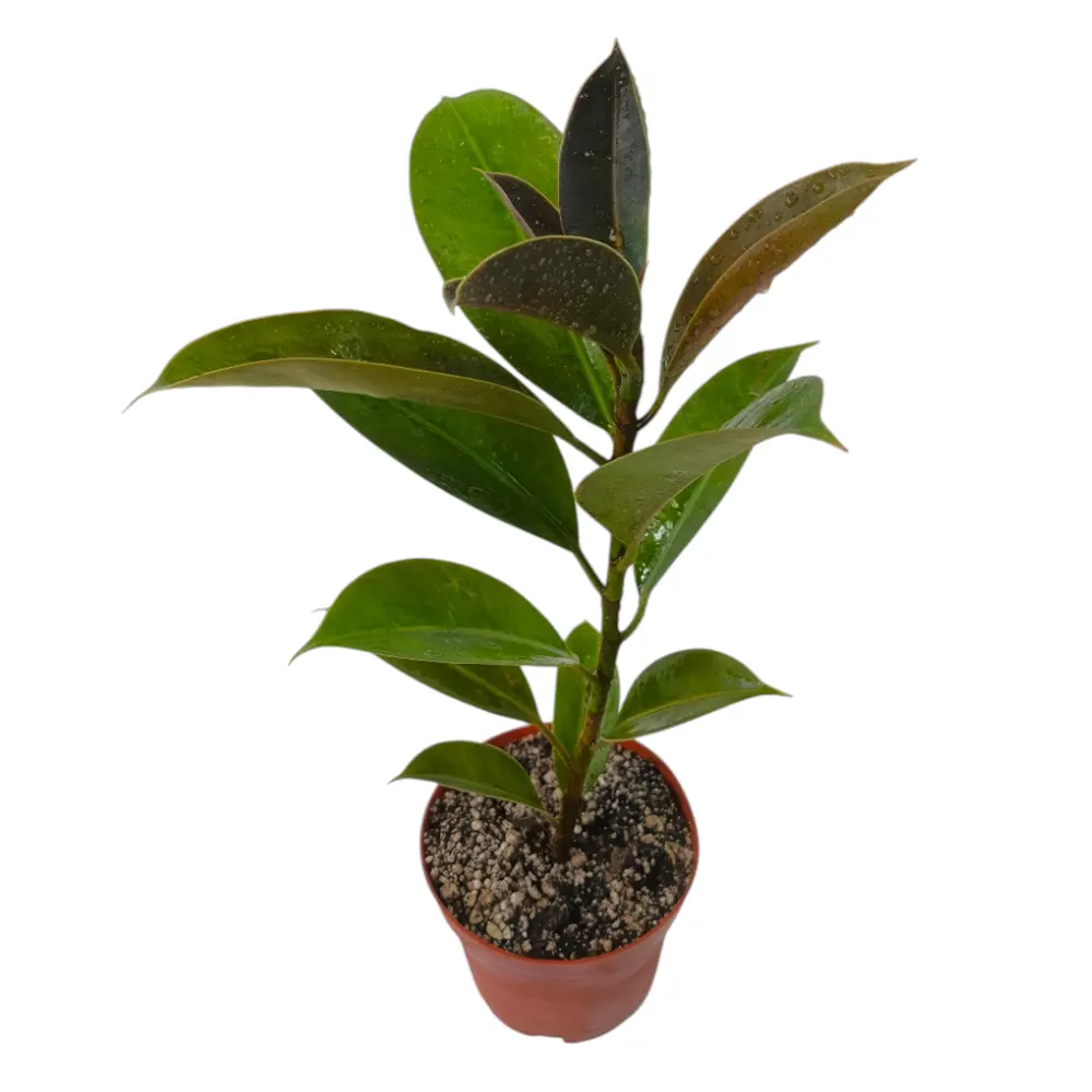 Фикус эластика "Мелани" / Ficus elastica "Melany" купить