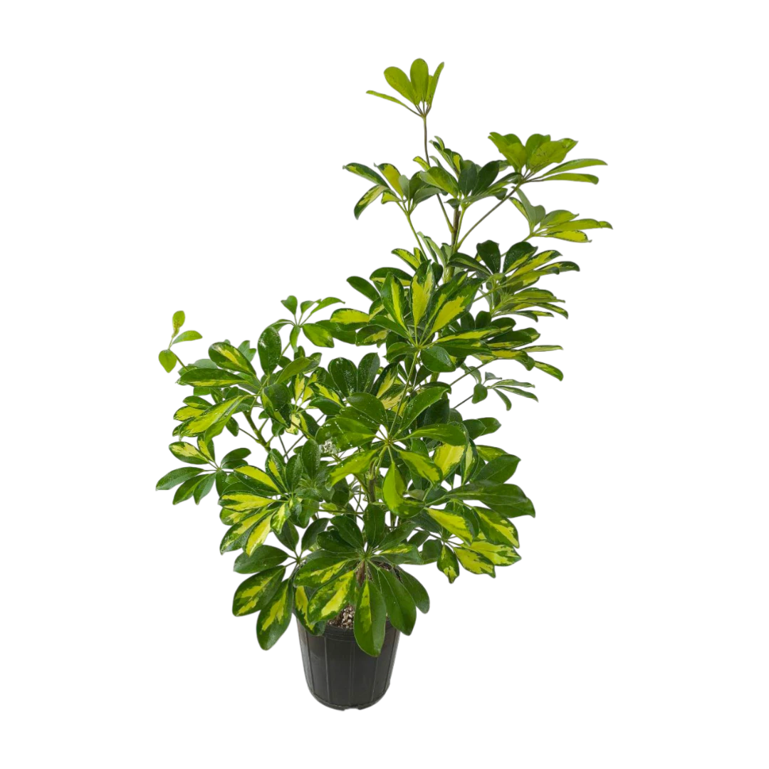 Шеффлера "Тринити" / Schefflera arbor."Trinitte" купить