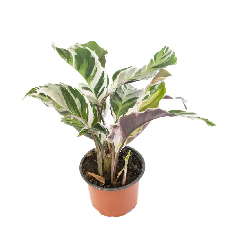 Калатея Вайт Фьюжин / Calathea White Fusion купить
