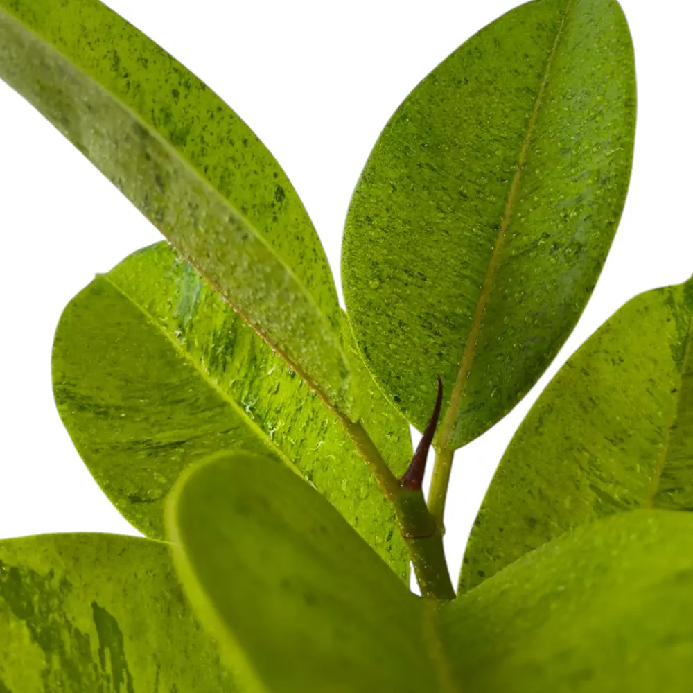 Фикус эластика "Шривериана" / Ficus elastica "Schrijveriana" купить
