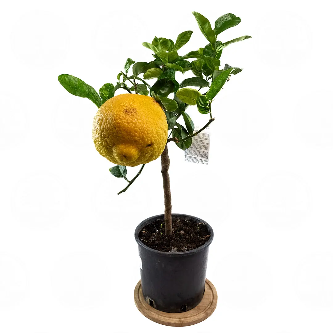 Цитрон Максима / Citrus medica Maxima — цитрусовое растение, детальное фото
