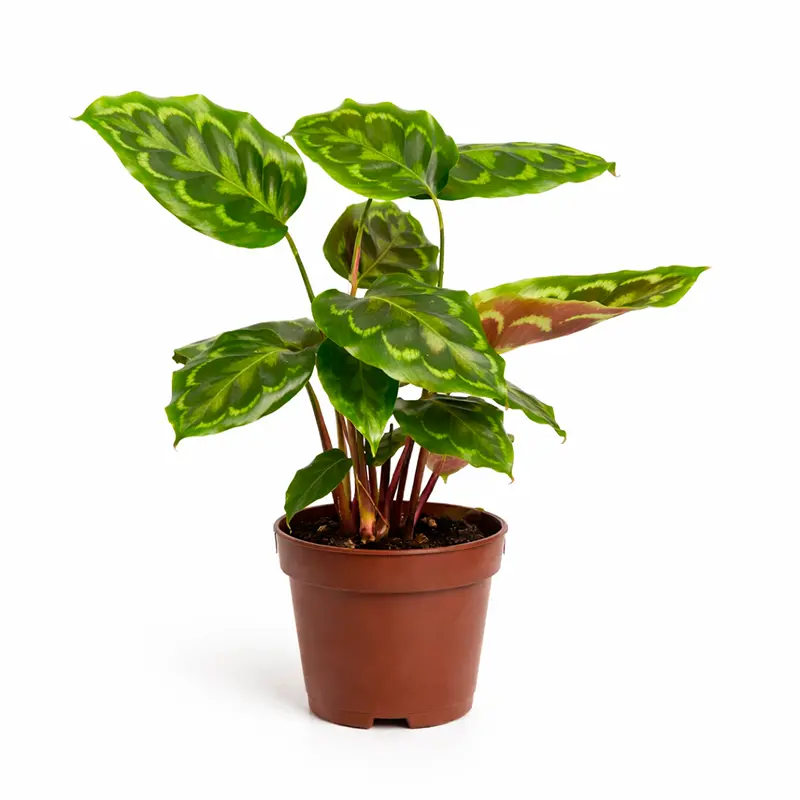 Calathea veitchiana узорные листья