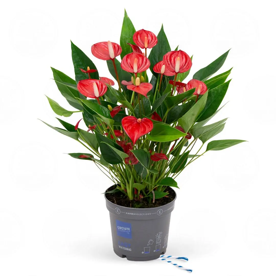 Антуриум Миллион Флауэрс Ред / Anthurium MILLION FLOWERS RED купить