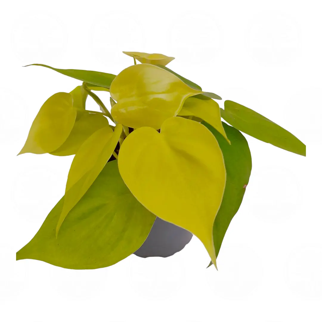 Филодендрон scandens 'Neon' купить