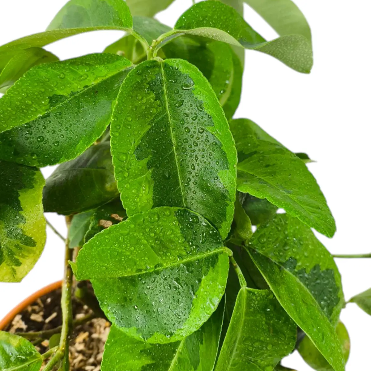 Цитрон вариегатный / Citrus medica variegatis — цитрусовое растение, детальное фото
