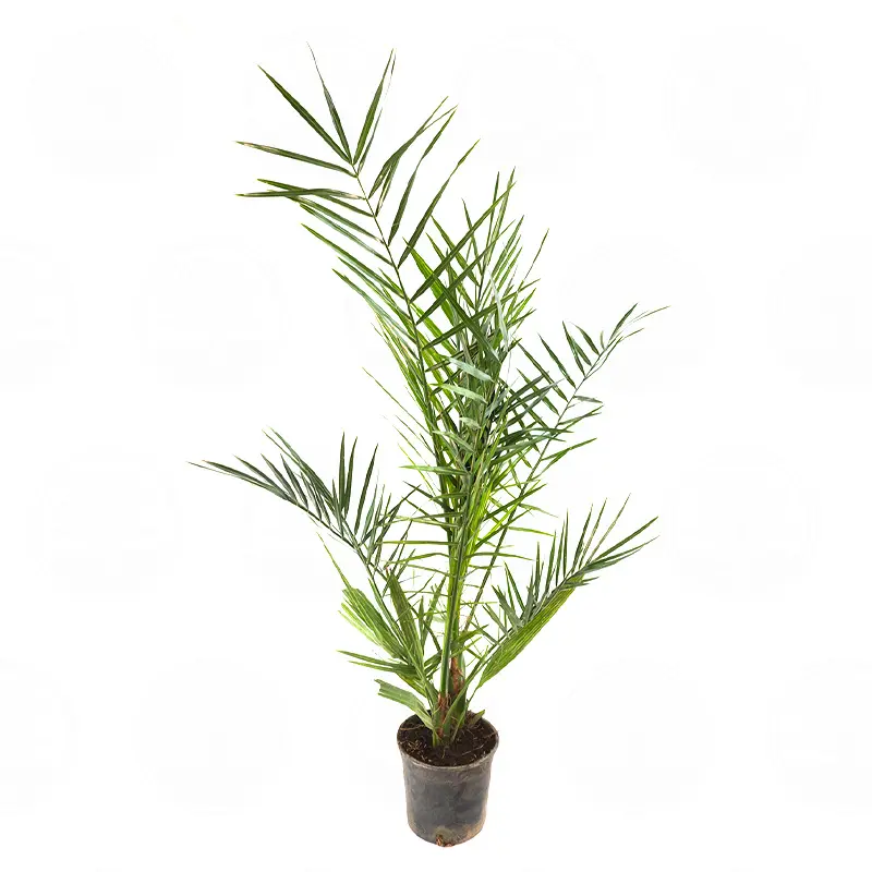 Финик канарский / Phoenix canariensis купить