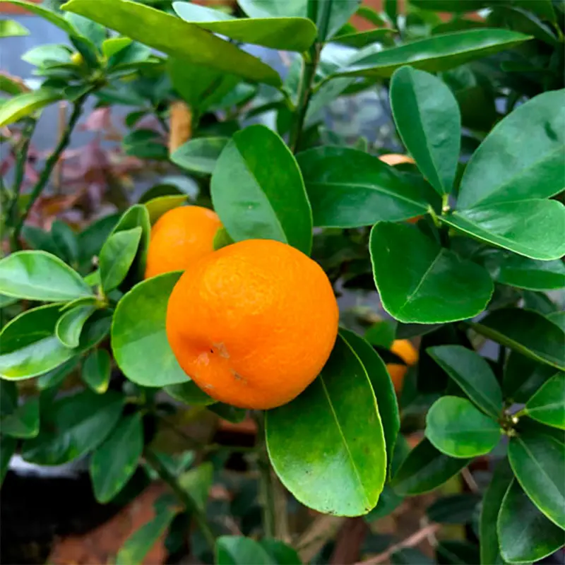 Кумкват Фукуши OB4 / Kumquat Fukushi OB4 — цитрусовое растение, детальное фото
