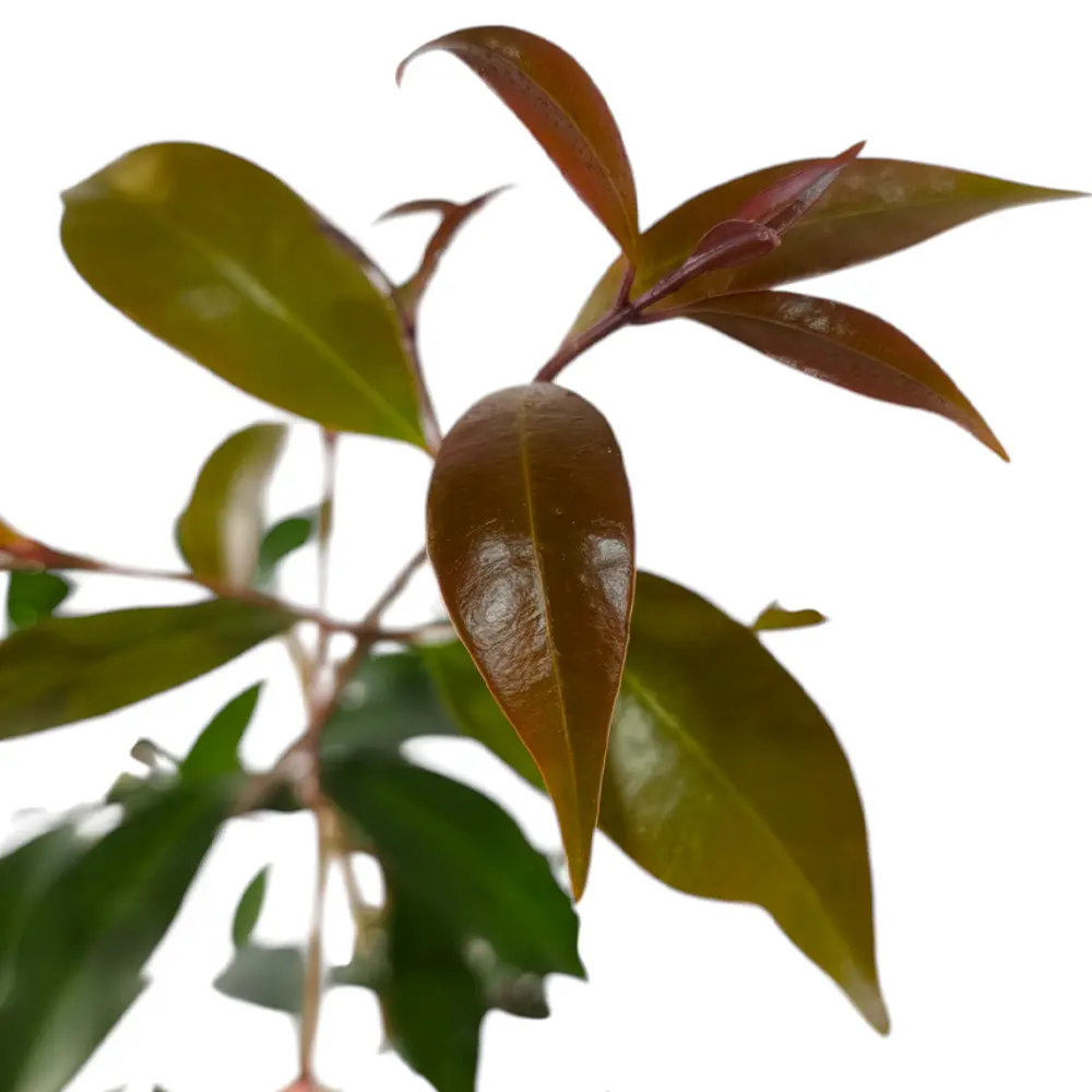 Гуава Земляничная / Psidium cattleyanum