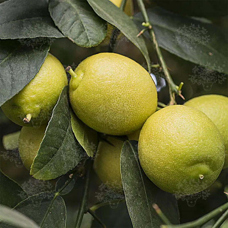 Лайм Мексиканский / Lime Messicana — цитрусовое растение, детальное фото
