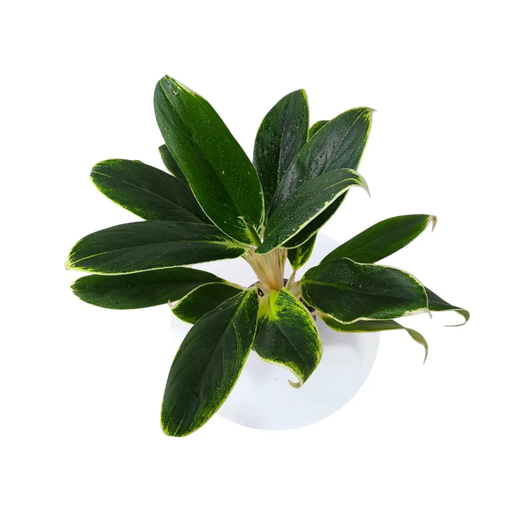 Аглаонема "White Lime" купить
