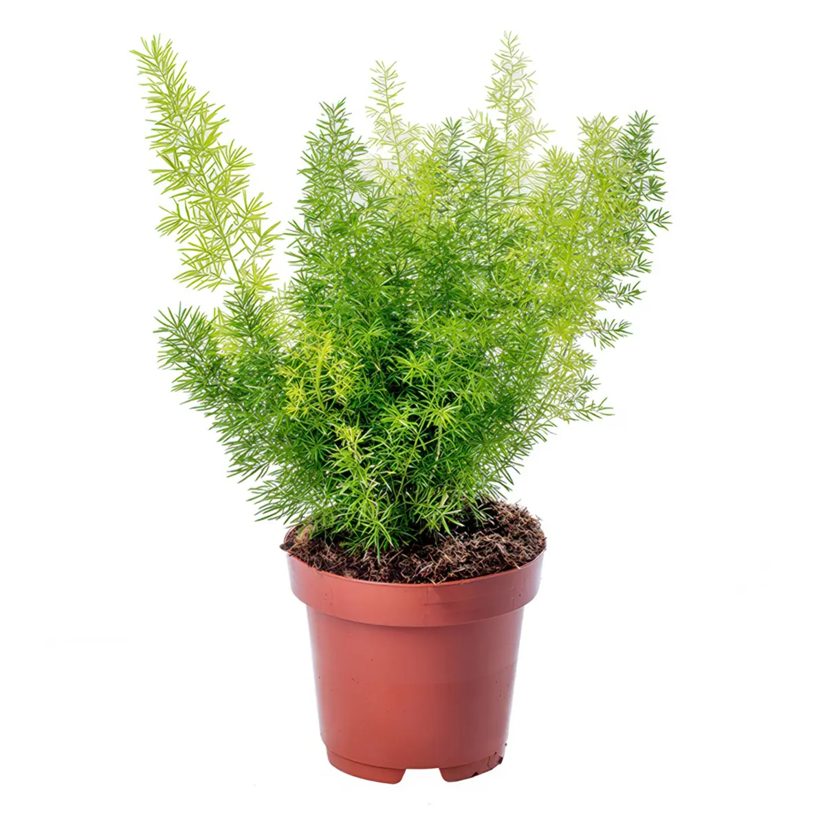 Аспарагус "Мейера" / Asparagus densiflorus Myers купить