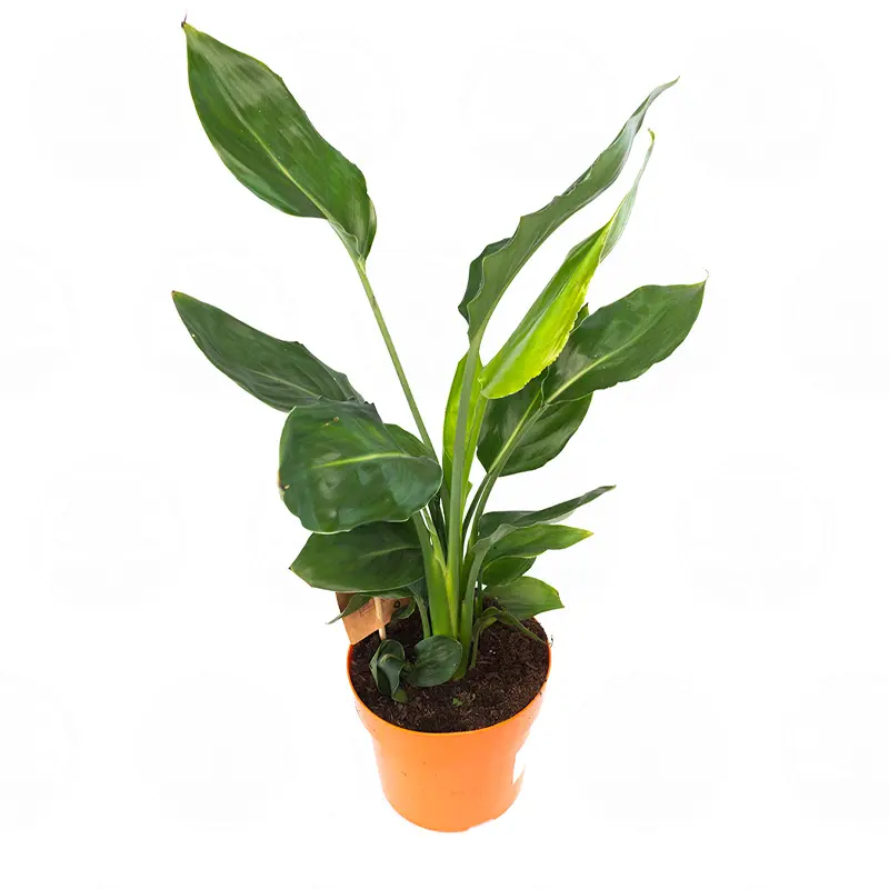Стрелиция Реджина / Strelitzia Reginae купить