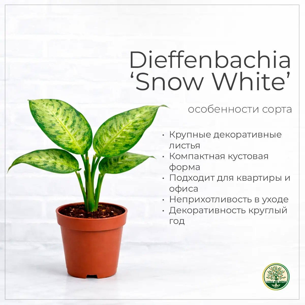 Dieffenbachia Snow White бело-зелёные листья