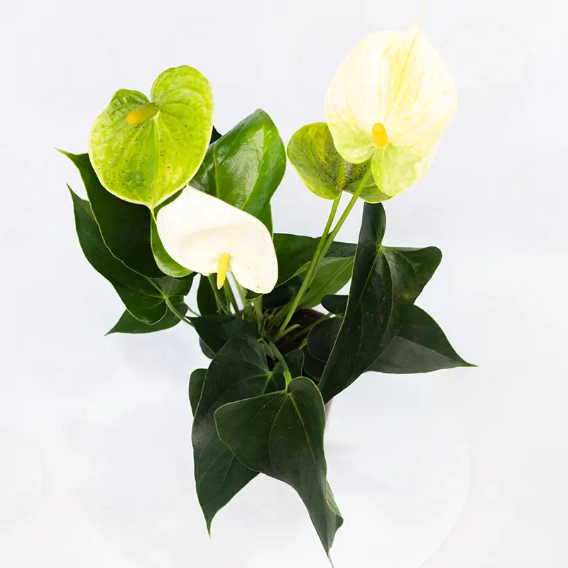 Антуриум Андрианум Ванилла / Anthurium andraeanum Vanilla купить