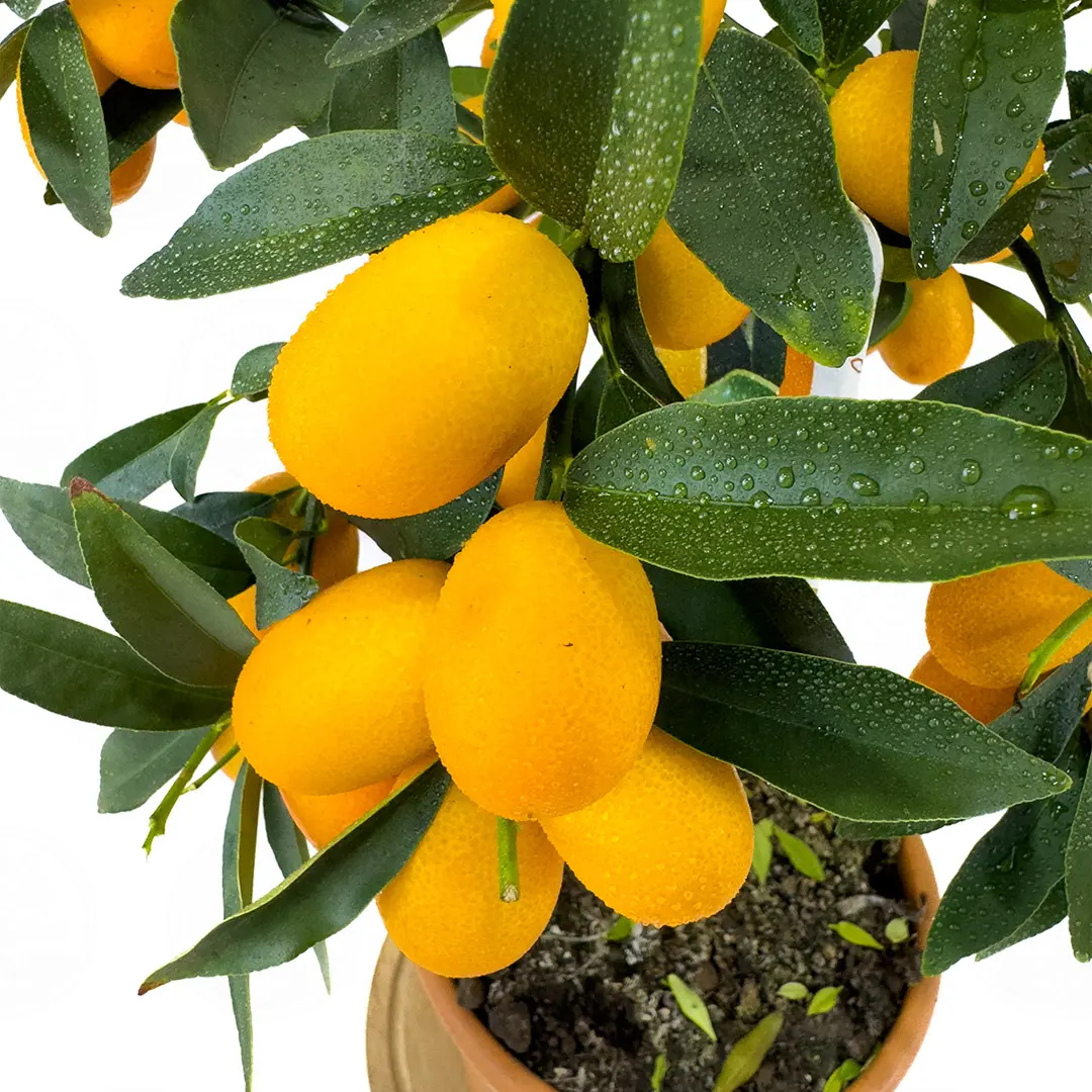 Кумкват Маргарита / Kumquat Margarita — цитрусовое растение, детальное фото
