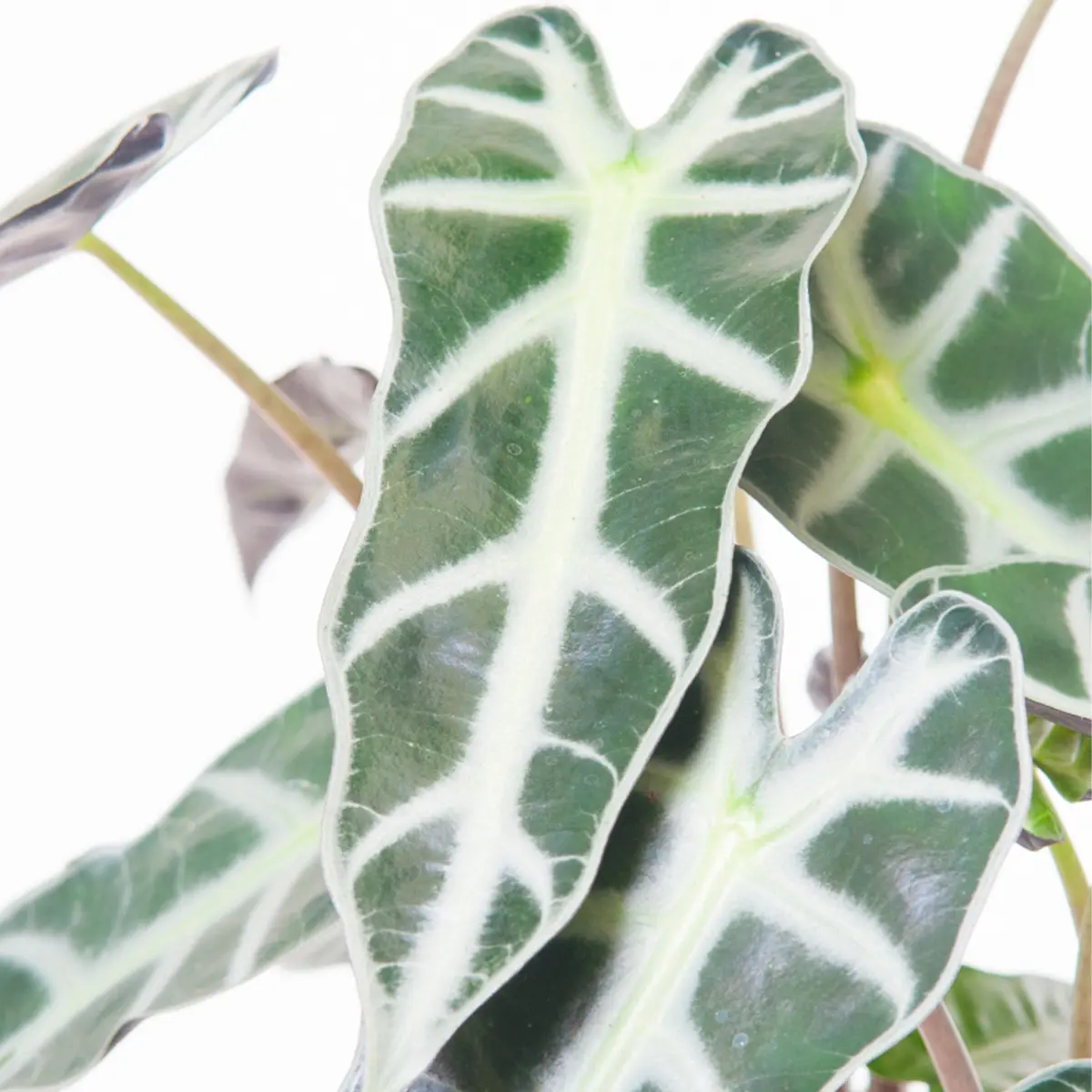Алоказия Бамбино / Alocasia Bambino/Arrow купить