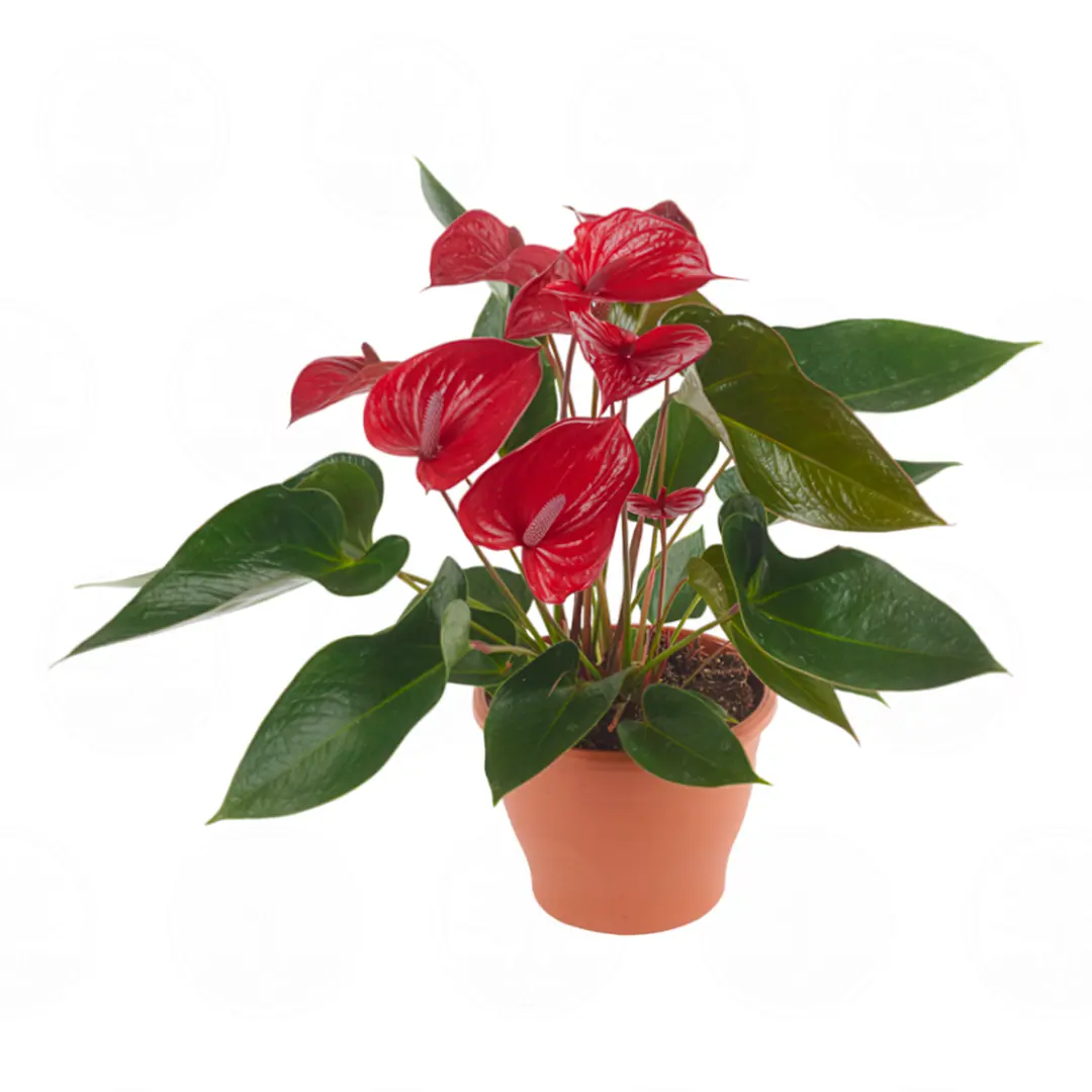 Антуриум Пиканта Ред / Anthurium PICANTA RED купить