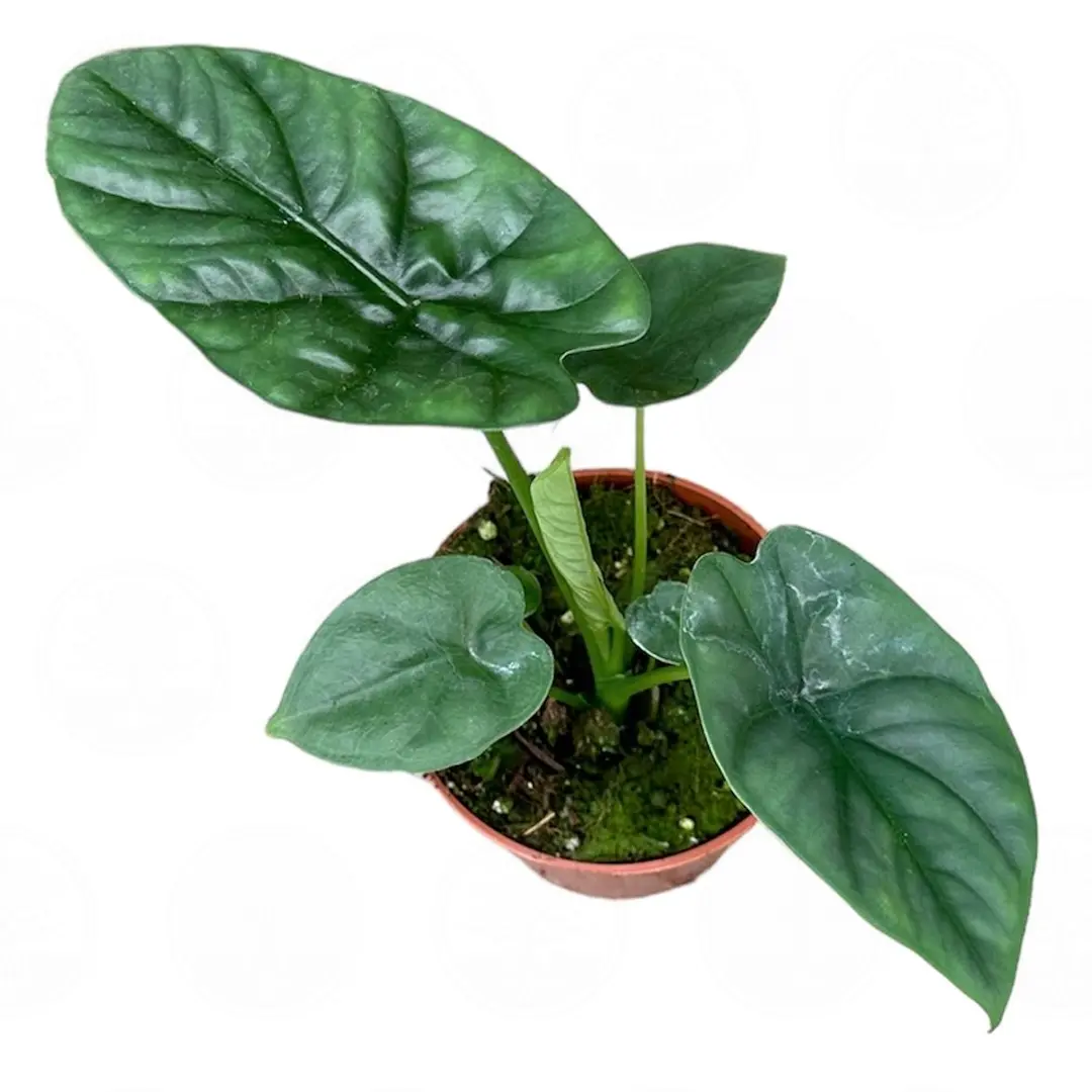 Алоказия Лукиван / Alocasia Lukiwan купить