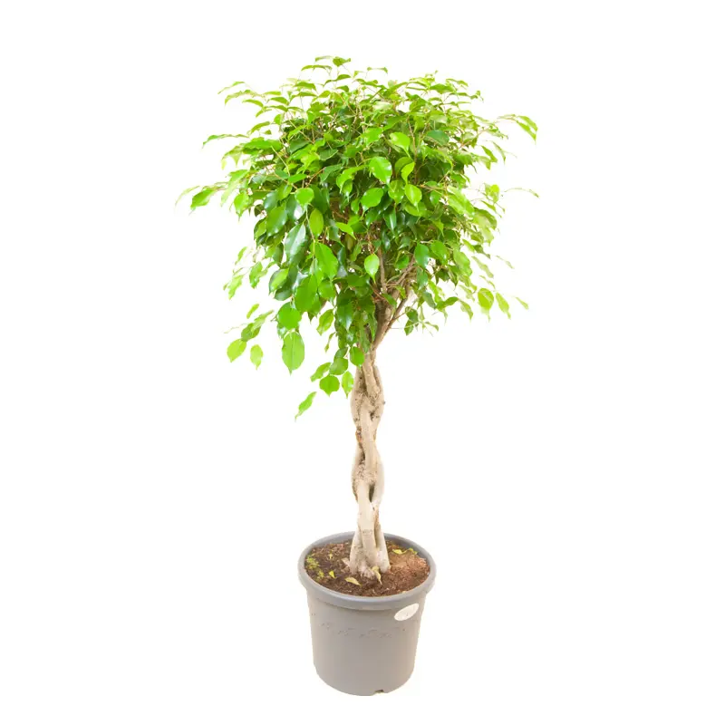 Фикус benjamina "Exotica" пирамид. купить