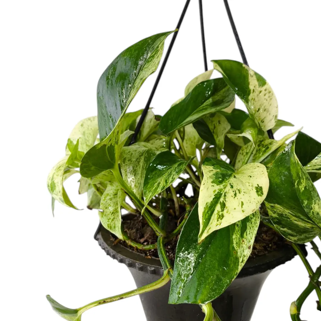 Эпипремнум pinnatum "Marble Queen" подвес. купить