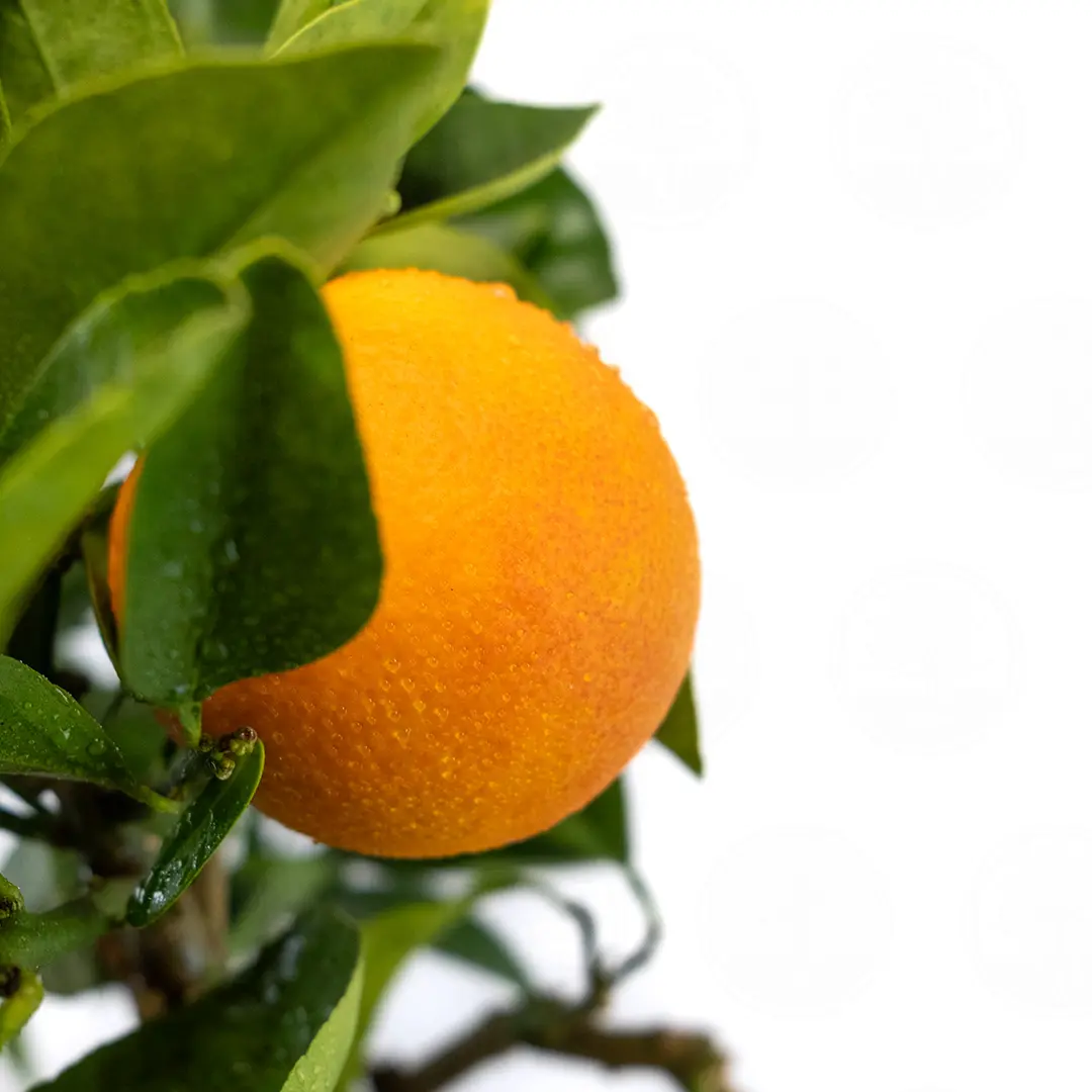 Апельсин Фрагола / Orange Fragola — цитрусовое растение, детальное фото
