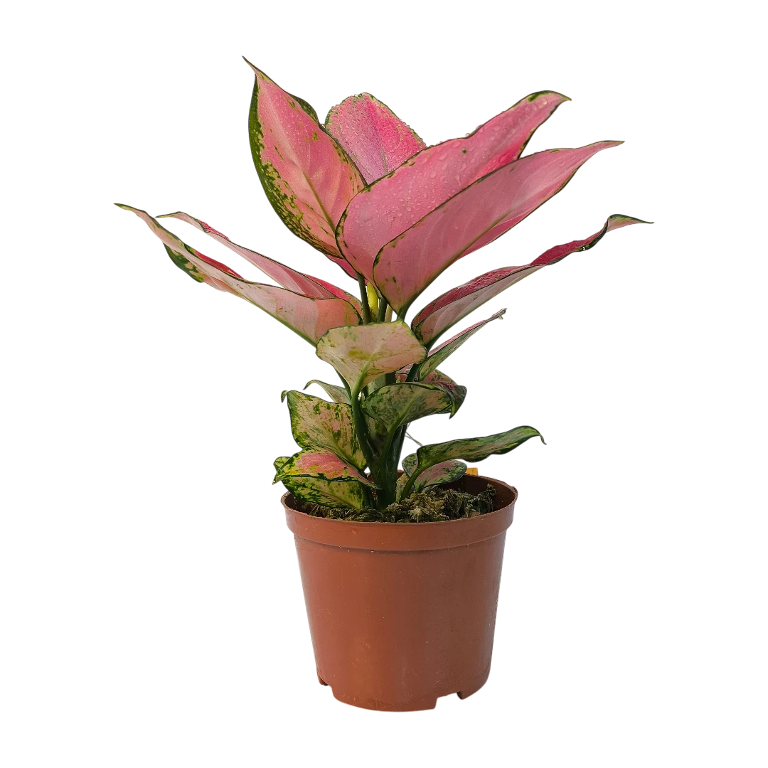 Аглаонема Джили Ред / Aglaonema Jili Red купить