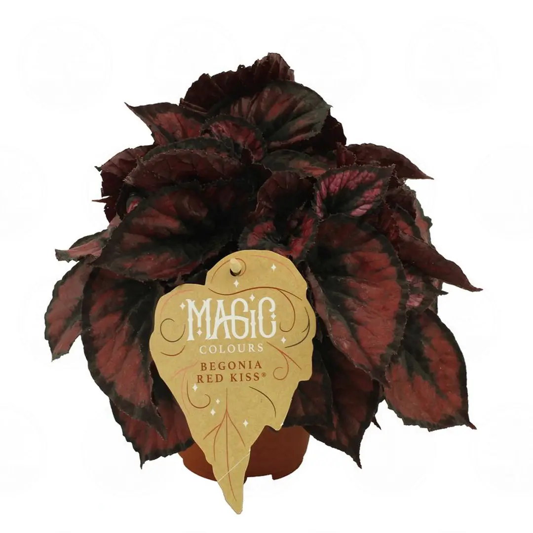 Бегония MAGIC COLOURS RED KISS купить