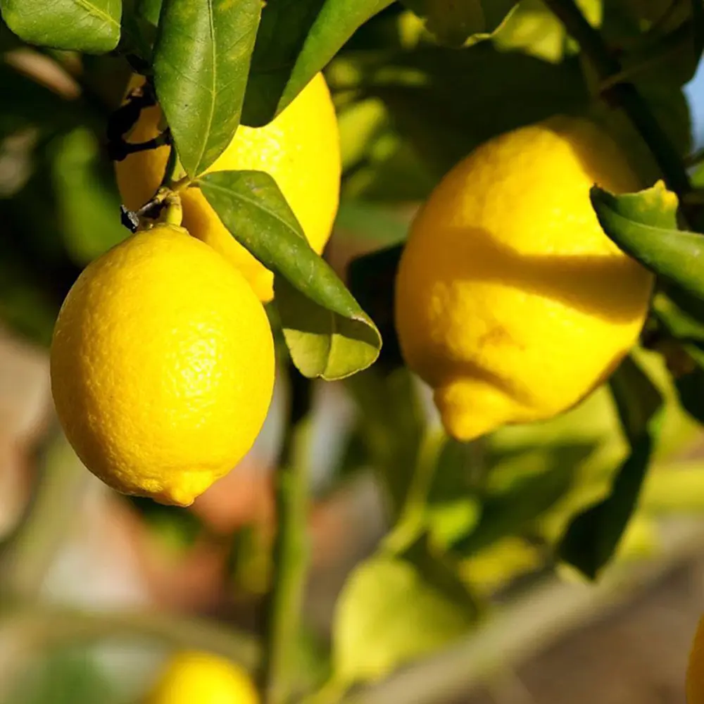 Лимон Флорентина Citrus limon "Florentina"