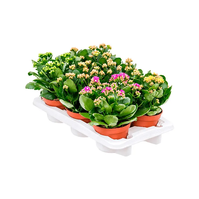 Каланхоэ Микс 5 купить