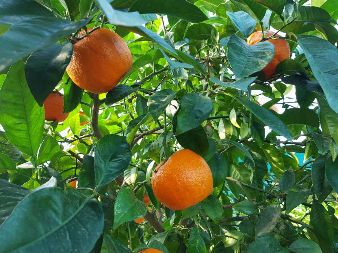 Апельсин "Arancio" — цитрусовое растение, детальное фото
