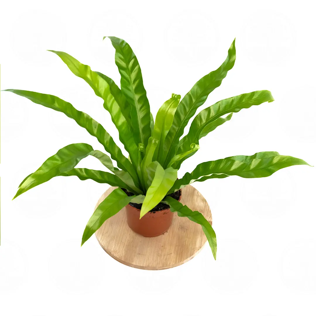 Асплениум антикум / Asplenium antiquum купить