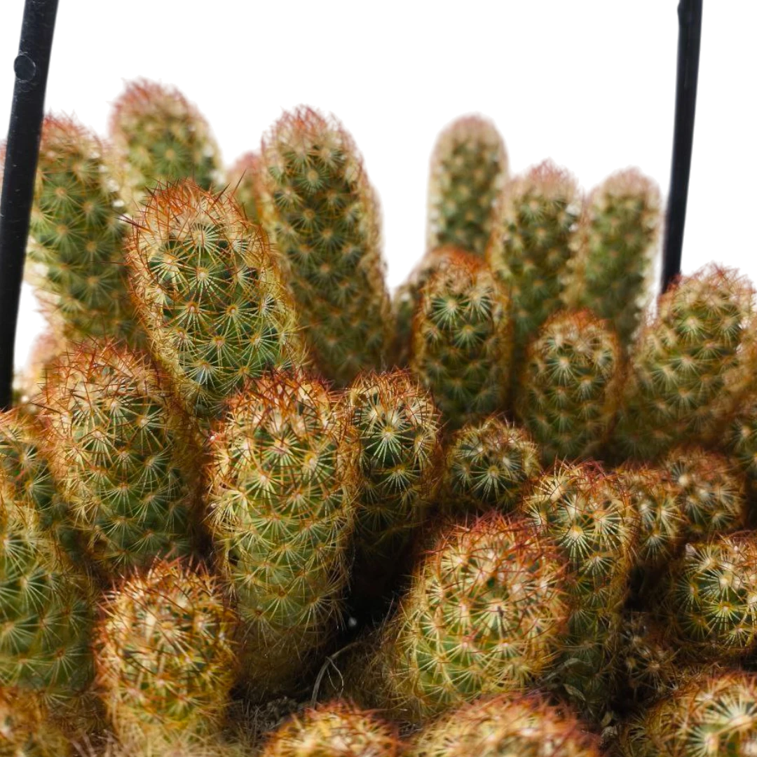 Маммиллярия удлиненная / Mammilaria elongata (подвесная) купить