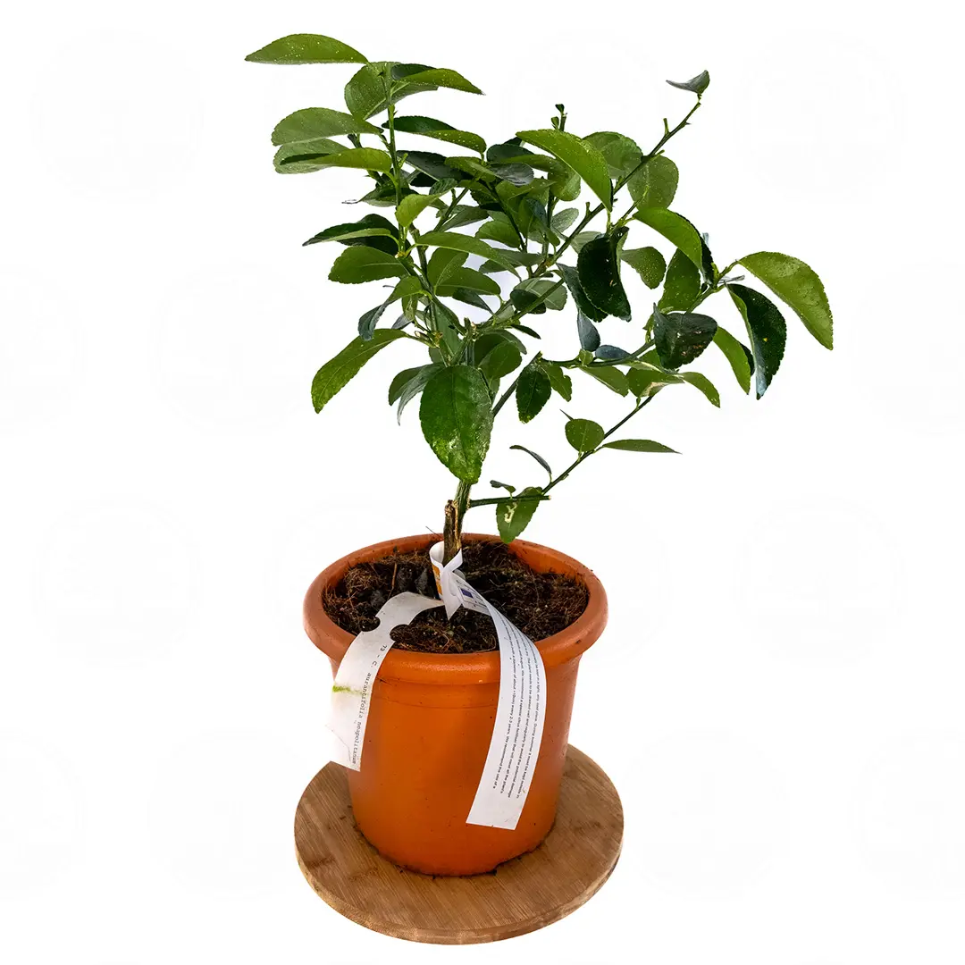 Лайм Неаполитанский / Lime Neapolitanum — цитрусовое растение, детальное фото
