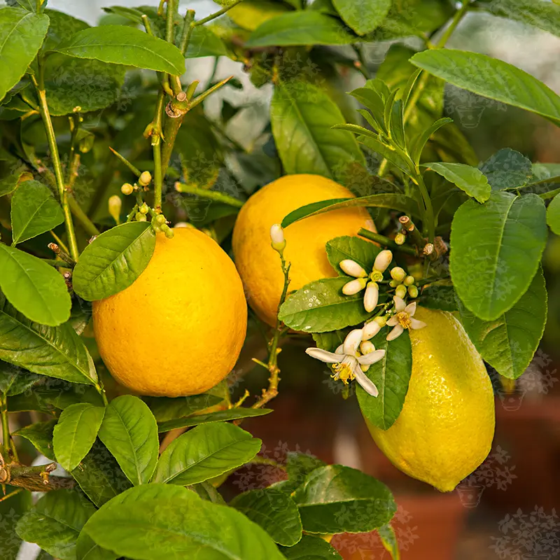 Цитрон Этрог / Citrus medica Etrog — цитрусовое растение, детальное фото
